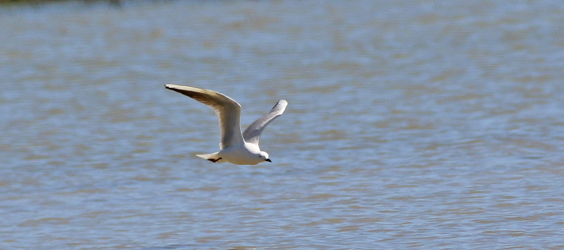 Slender-billed Gull